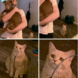 Cat Looking At Man Holding Dog   Jealous Cat   Crying Sad   It Hurts In My Meow Meow   Chat Triste Pleure meme template