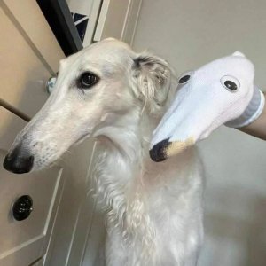 Dog Lowsoast Cosplay meme template