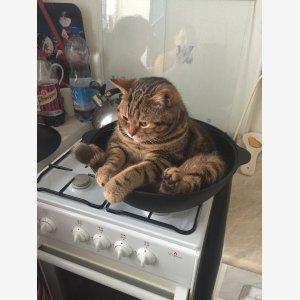 Just Light It, Linda   Depressed Cat In Pot On Stove   Full Image meme template