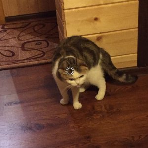 Loading Cat   Buffering Cat Template   Buffering, Loading Icon, Searching, Reboot   Chat meme template