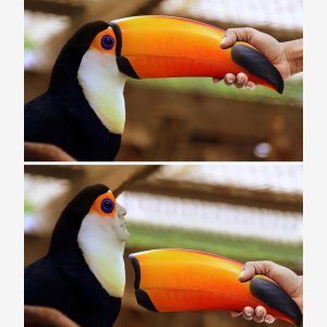 Toucan Broken Bird Beak meme template