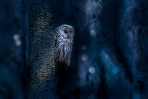 ural-owl-heic.heic - Beispiel-HEIC-Datei