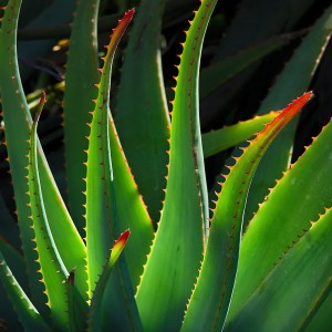 plant-jpg.jpg - Beispiel-JPG-Datei